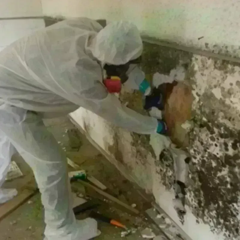 Mold Remediation and Removal in Bamberg County, SC